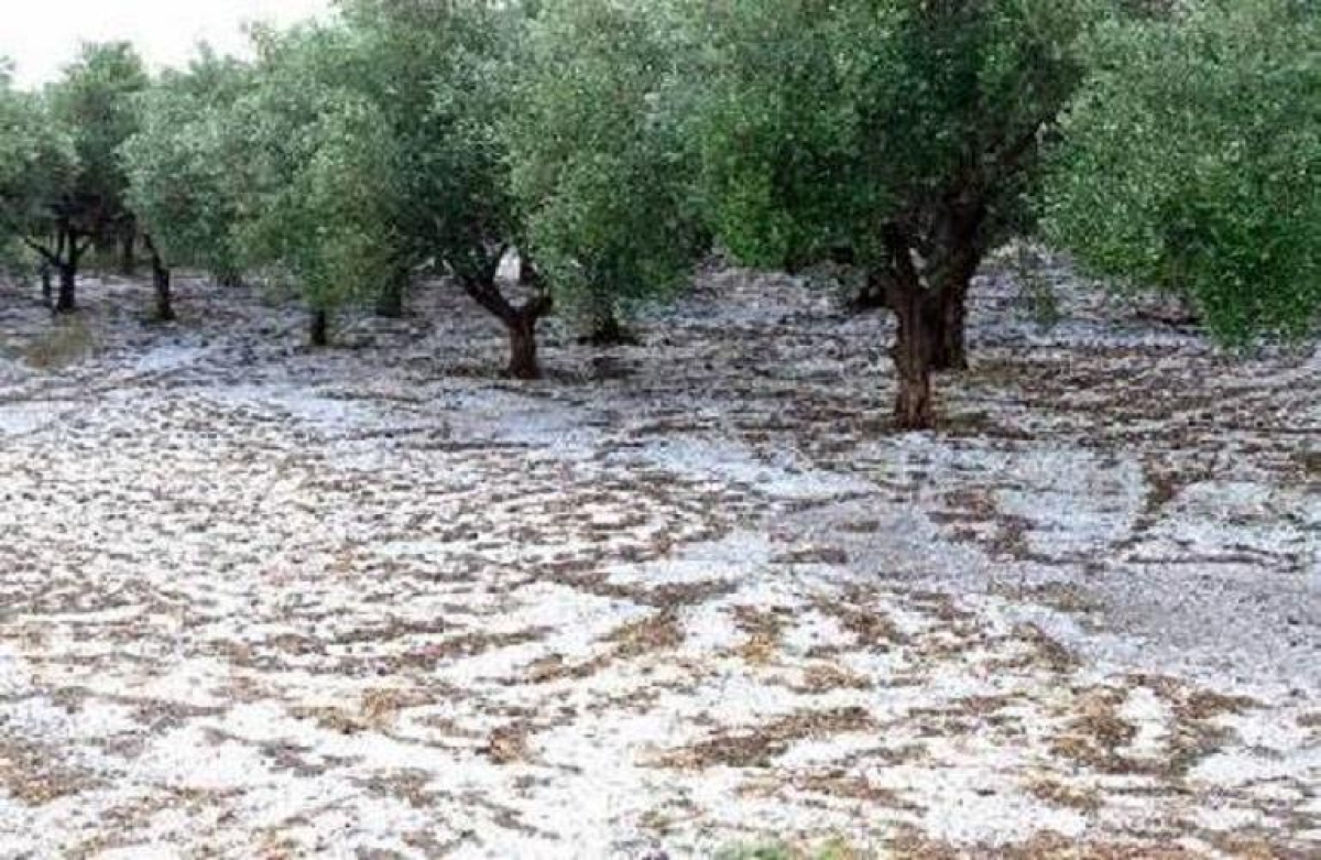 Προστασία μετά το χαλάζι