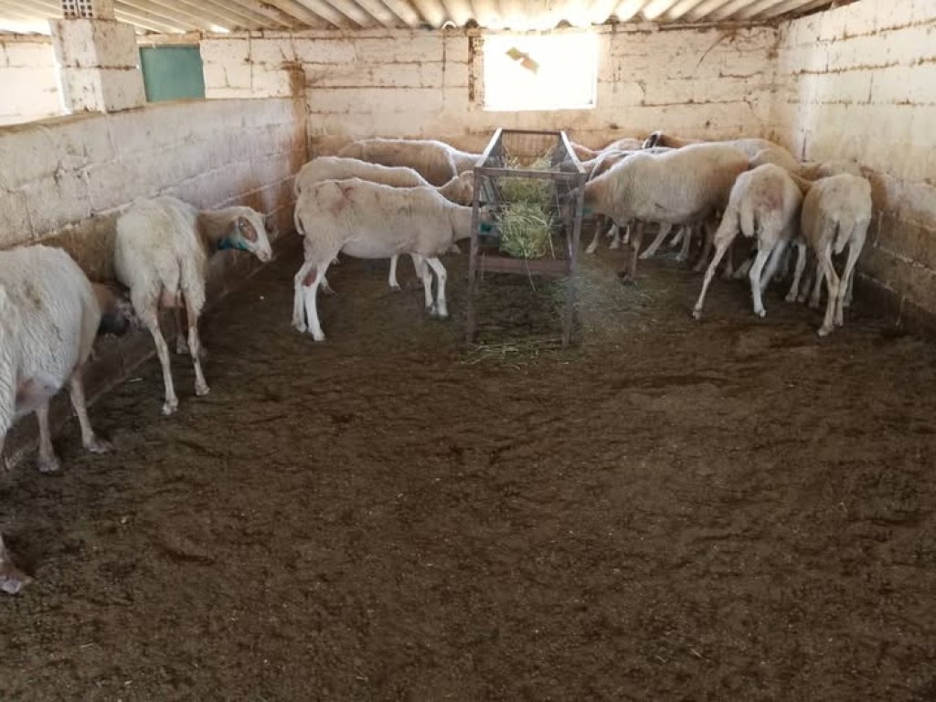 Περιστατικά ζωοκλοπών στην Αφροξυλιά Ναυπάκτου