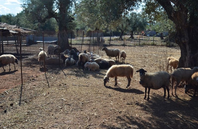 Ημερίδα στην Αμφιλοχία για την κτηνοτροφία (Παρασκευή 8 Δεκεμβρίου 10:30 π.μ.)