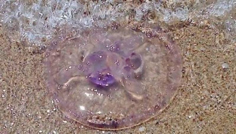 Τί πρέπει να κάνετε στην περίπτωση που σας τσιμπήσει τσούχτρα