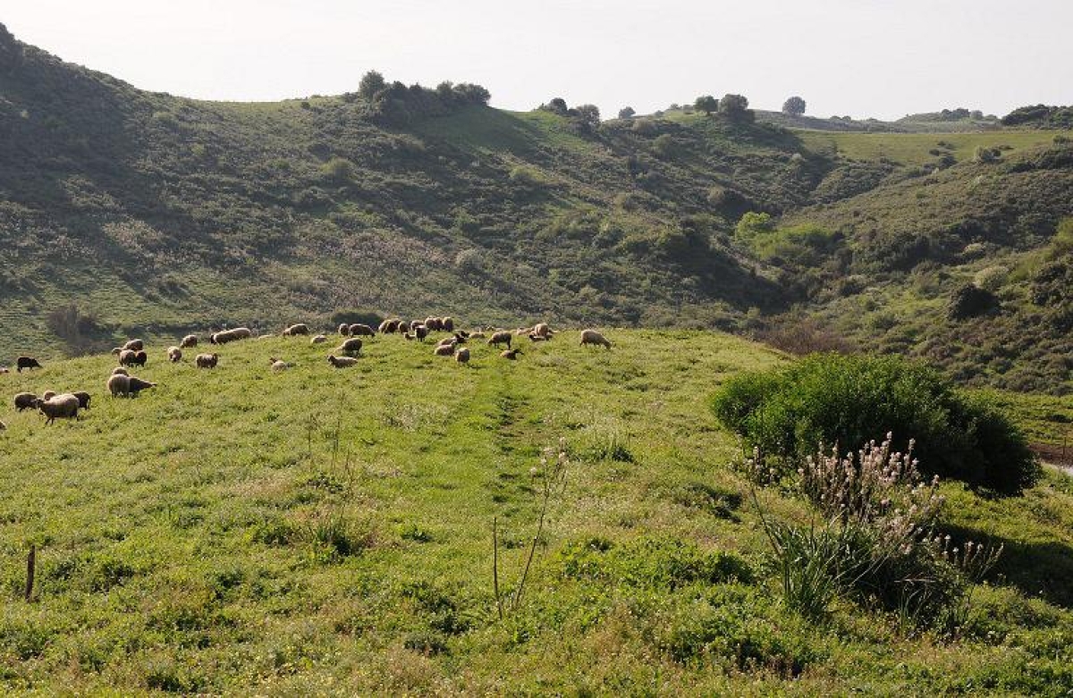 Έκθεση: τι θα συμβεί στον αγροκτηνοτροφικό τομέα μέχρι το 2032