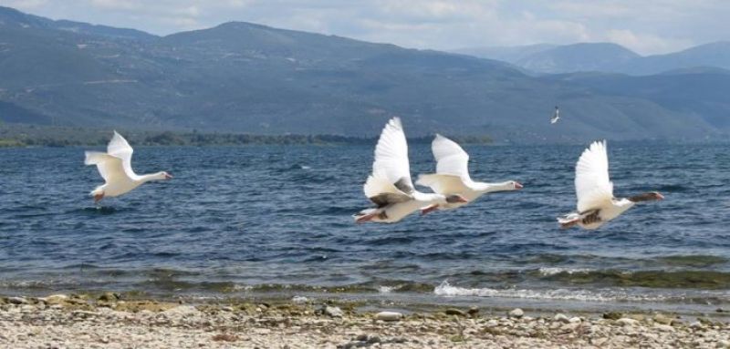 Εικόνες από το πέταγμα της χήνας στην Τριχωνίδα