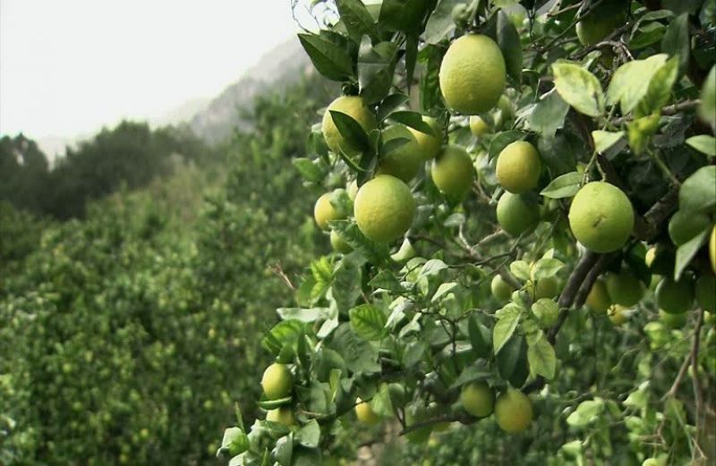 Άμεσες επεμβάσεις στα εσπεριδοειδή