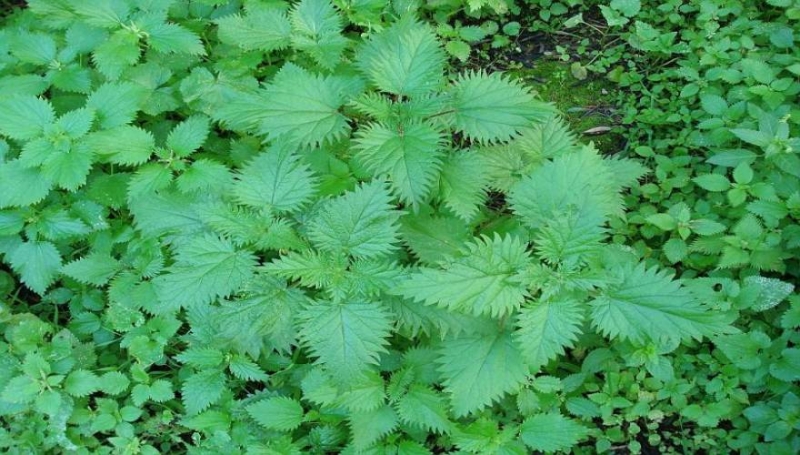 Το φυτό με τις 60 διαφορετικές θεραπείες που θα πρέπει να γνωρίζετε…