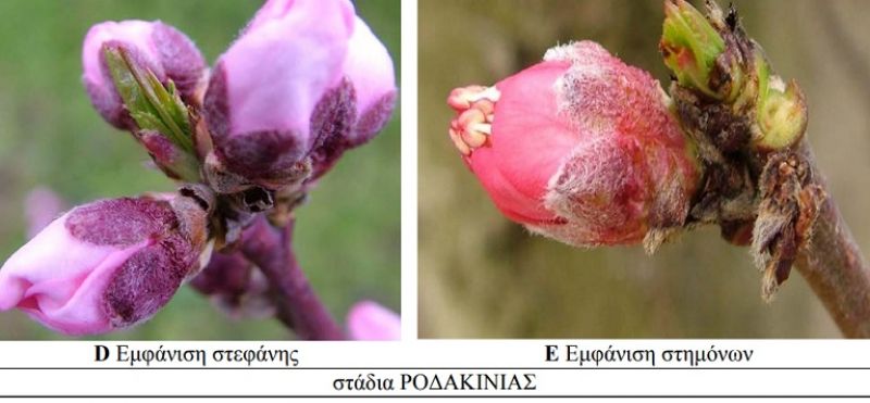Γεωργικές προειδοποιήσεις για τη ροδακινιά