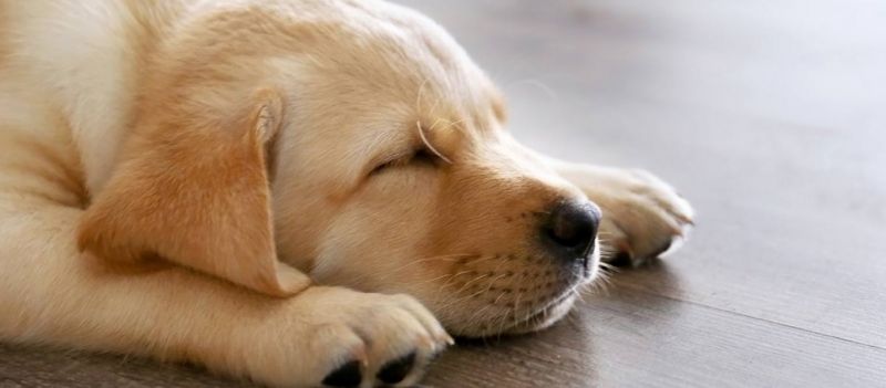 Κορωνοϊός: Πώς να προστατεύσεις το κατοικίδιό σου;