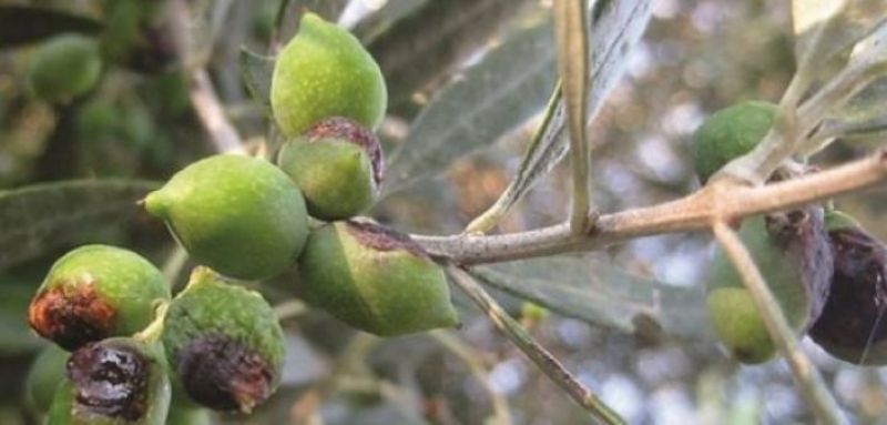 Αιτωλοακαρνανία: Ο καύσωνας έσωσε τις ελιές από το δάκο!!!