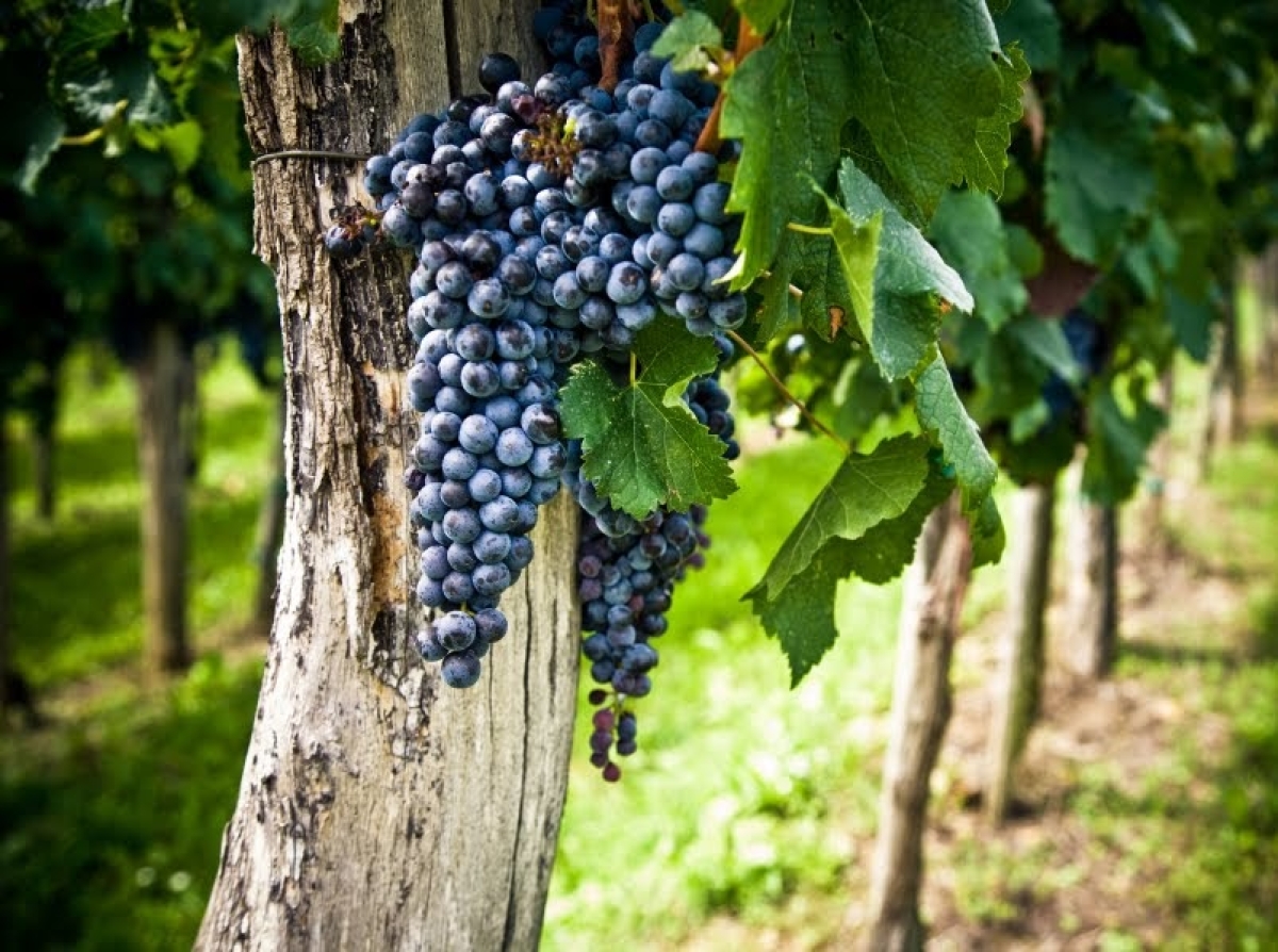 «Ας πάει το παλιάμπελο»: Πως βγήκαν 20 ελληνικές εκφράσεις;