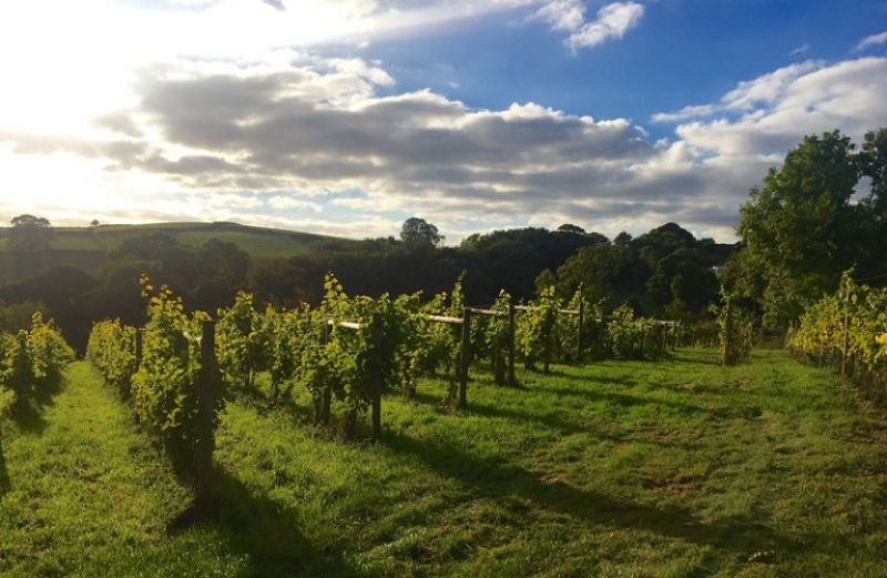 Αναδιάρθρωση αμπελώνων: εντάχθηκαν όλοι οι επιλέξιμοι υποψήφιοι