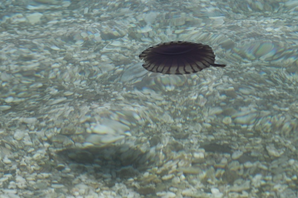 Πως αντιμετωπίζουμε το τσίμπημα από τσούχτρα ή μέδουσα