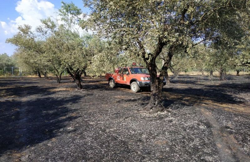 Μέτρα υπέρ γεωργών και κτηνοτρόφων που επλήγησαν από πυρκαγιές