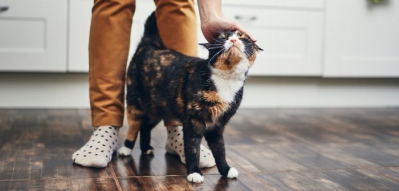 Οδηγός: Πως να δείξω στη γάτα μου ότι την αγαπώ