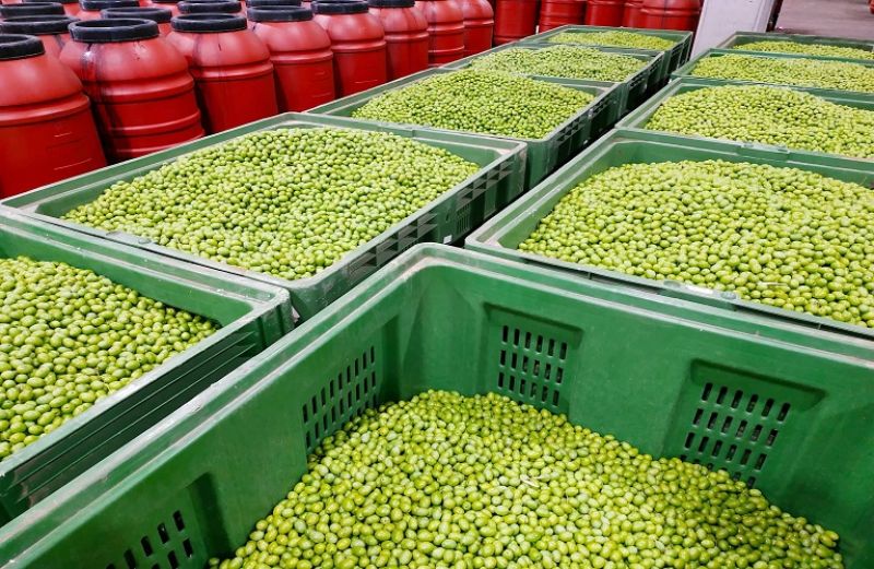 Ελιές: η Τιμή… Τιμή δεν έχει!