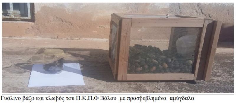 Ευρύτοµο αμυγδαλιάς