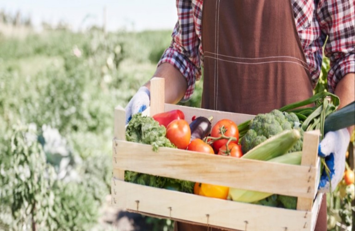 Παράταση στην υποβολή συμβάσεων συμβολαιακής γεωργίας