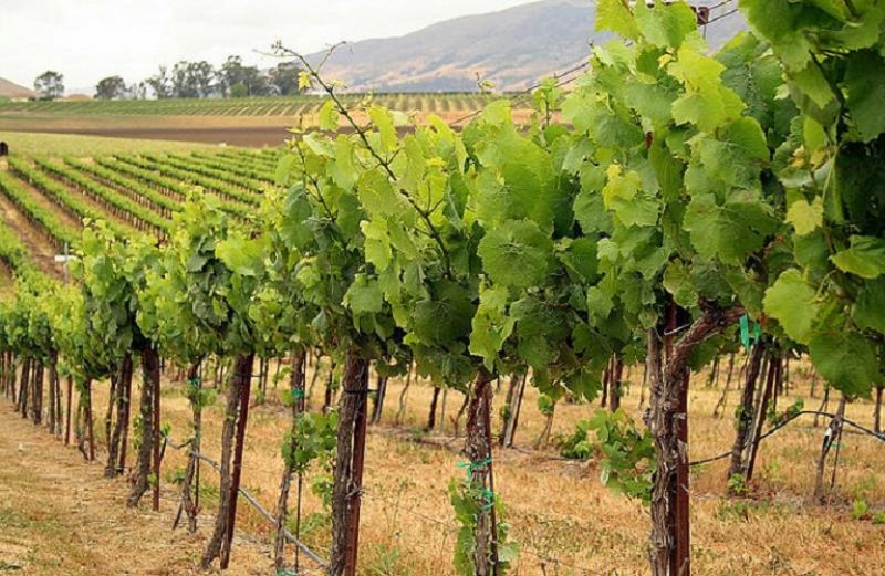 ΟΣΔΕ 2018 και Αμπελουργικό Μητρώο