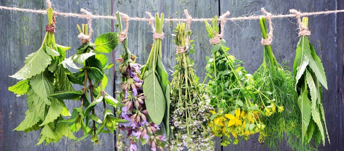 Διαβήτης: Τα βότανα που τον καταπολεμούν πιο αποτελεσματικά