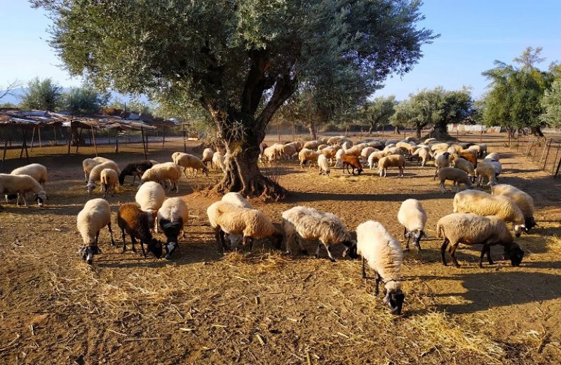 Άμεσα μέτρα στήριξης της κτηνοτροφίας