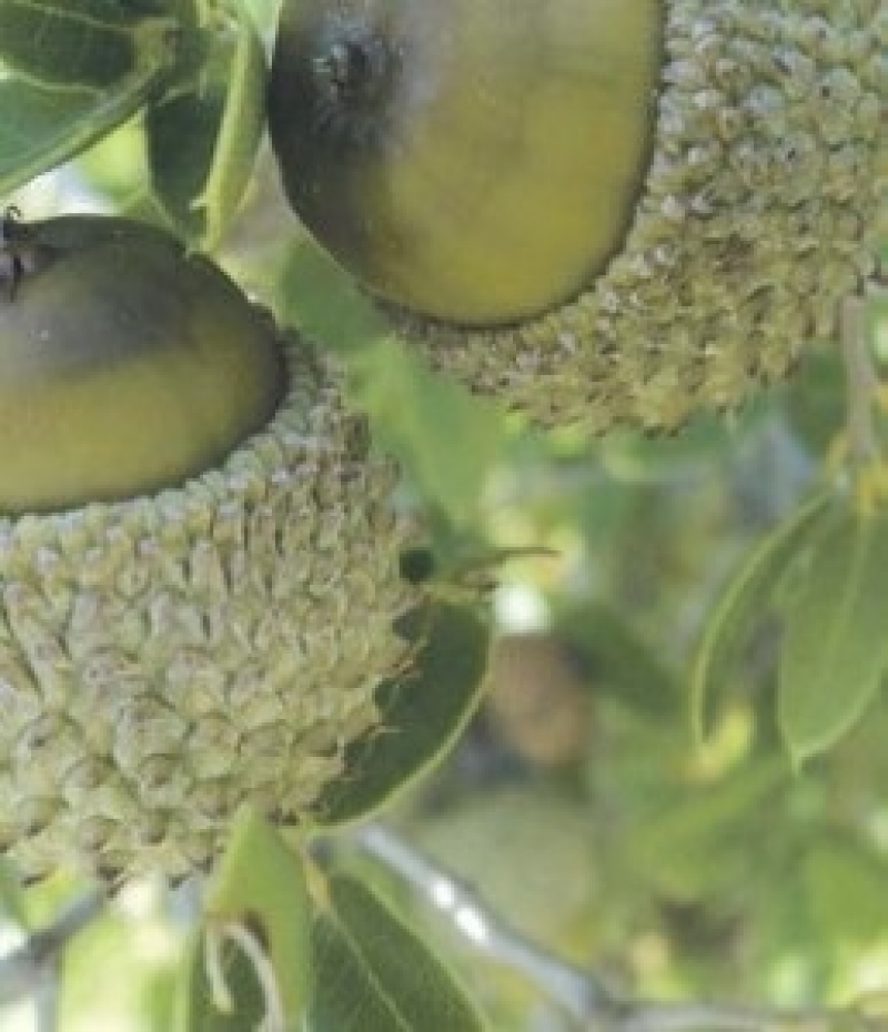 Αιτωλοακαρνανία: Εναλλακτική λύση τα βαφικά φυτά