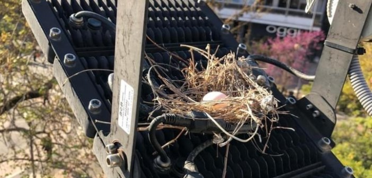 Αγρίνιο: Άλλαξαν προβολείς χωρίς να αλλάξουν …σπίτι σε πουλιά της πλατείας (εικόνες)