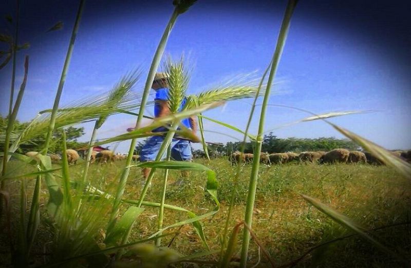 Τι αλλάζει στις Ομάδες Παραγωγών