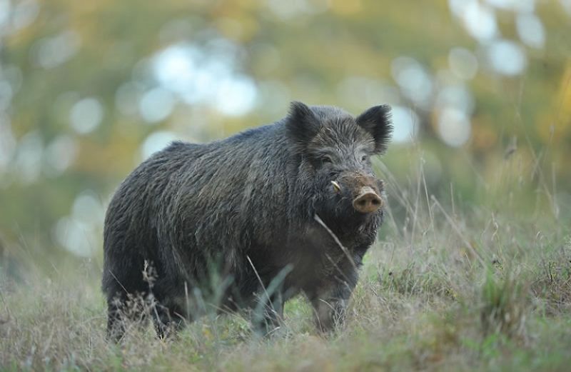 Λήξη περιόδου κυνηγιού αγριόχοιρου