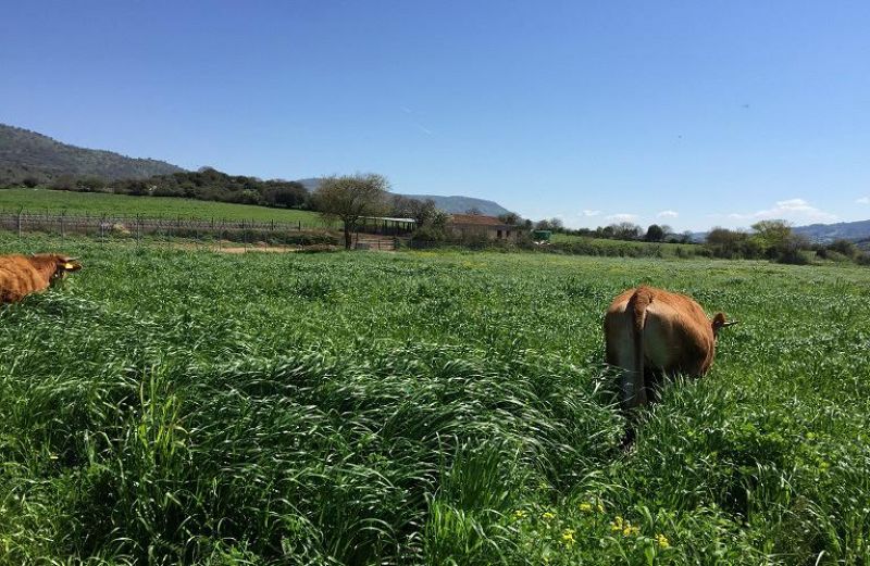 Έλεγχοι-κυρώσεις από ΟΠΕΚΕΠΕ για την Πολλαπλή Συμμόρφωση