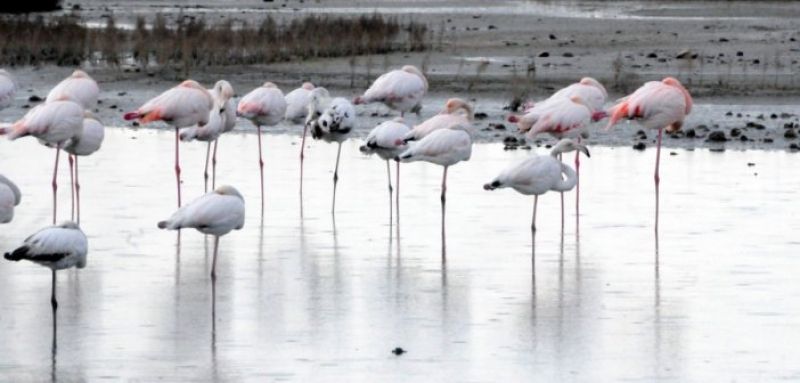Εικόνες από τους βιοτόπους της λιμνοθάλασσας Μεσολογγίου