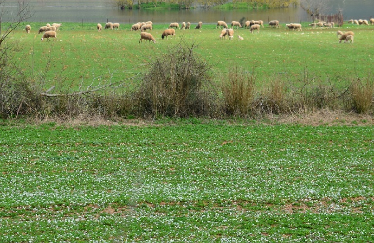 Οικολογικά Σχήματα: πως θα γίνουν οι πληρωμές