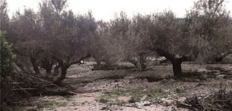 «Όμηροι» του ΕΛΓΑ οι αγρότες – Μεγάλη η ζημιά στις ελιές Καλαμών