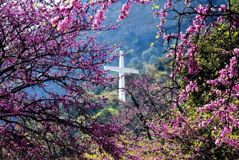 15 εικόνες από την Άνοιξη που… δεν βλέπουμε φέτος (ΦΩΤΟ)