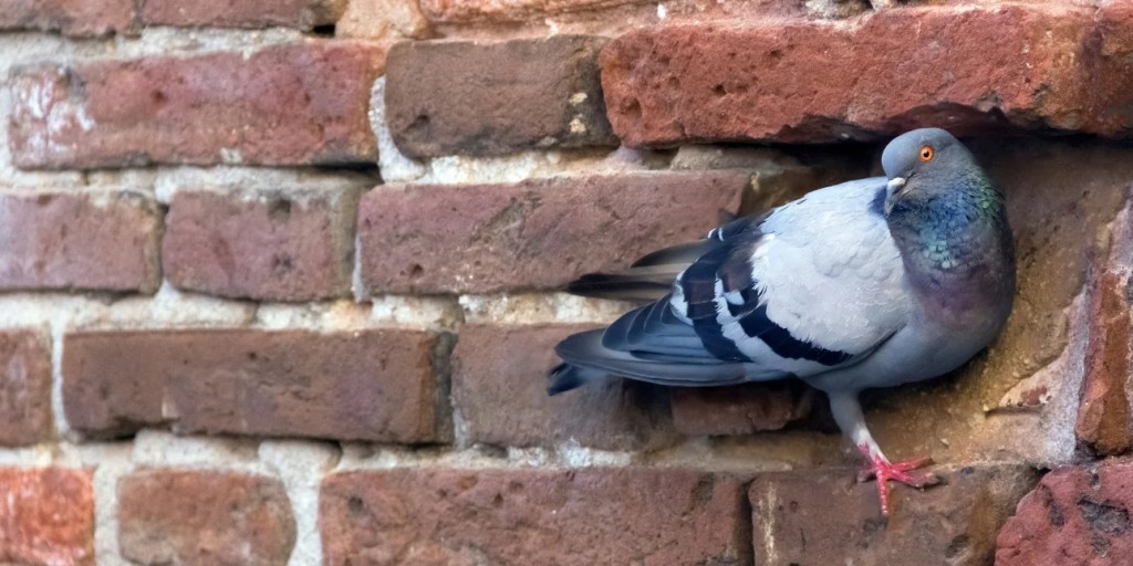 Τι να κάνετε αν εμφανιστούν πολλά περιστέρια στο σπίτι και τι σημαίνει η επίσκεψή τους