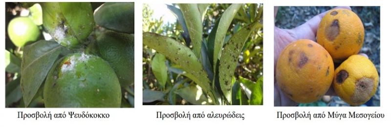 Αντιμετωπίστε τις βασικές ασθένειες της περιόδου στα εσπεριδοειδή