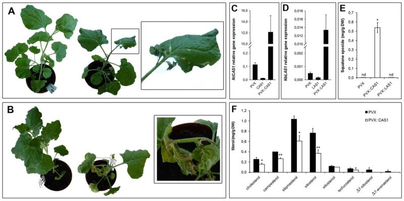Ο καπνός στη μάχη ενάντια στον κορονοϊό