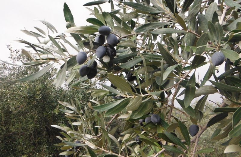 Δημοσιεύτηκε το ΦΕΚ για το συνώνυμο ποικιλίας «Ελιά Καλαμάτας»