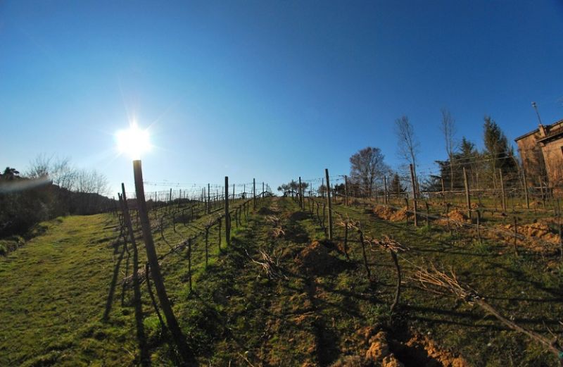 Αποζημιώσεις και Κρατικές Οικονομικές Ενισχύσεις καταβάλλει ο ΕΛΓΑ