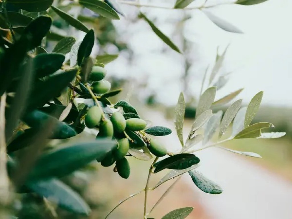Οι τρεις ελληνικές ελιές που είναι στις 10 καλύτερες του κόσμου – Η Καλαμάτα χάνει την πρωτιά