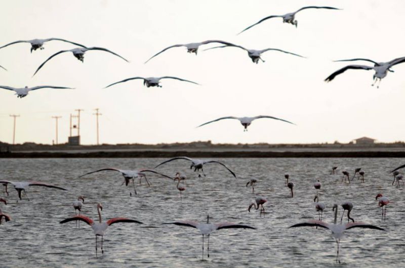 Τα Φλαμίνγκος της Λιμνοθάλασσας Μεσολογγίου