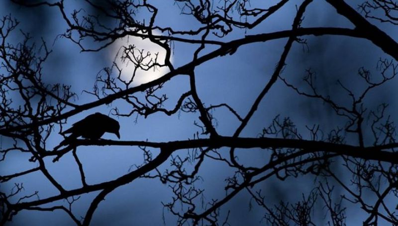 Εντυπωσιακές εικόνες από το διαγωνισμό φωτογραφίας του Μουσείου Φυσικής Ιστορίας του Λονδίνου (φωτό)