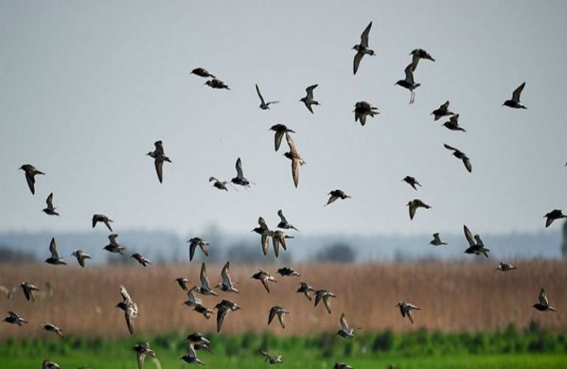 Η Πρόσκληση για την «Προστασία της άγριας ορνιθοπανίδας»