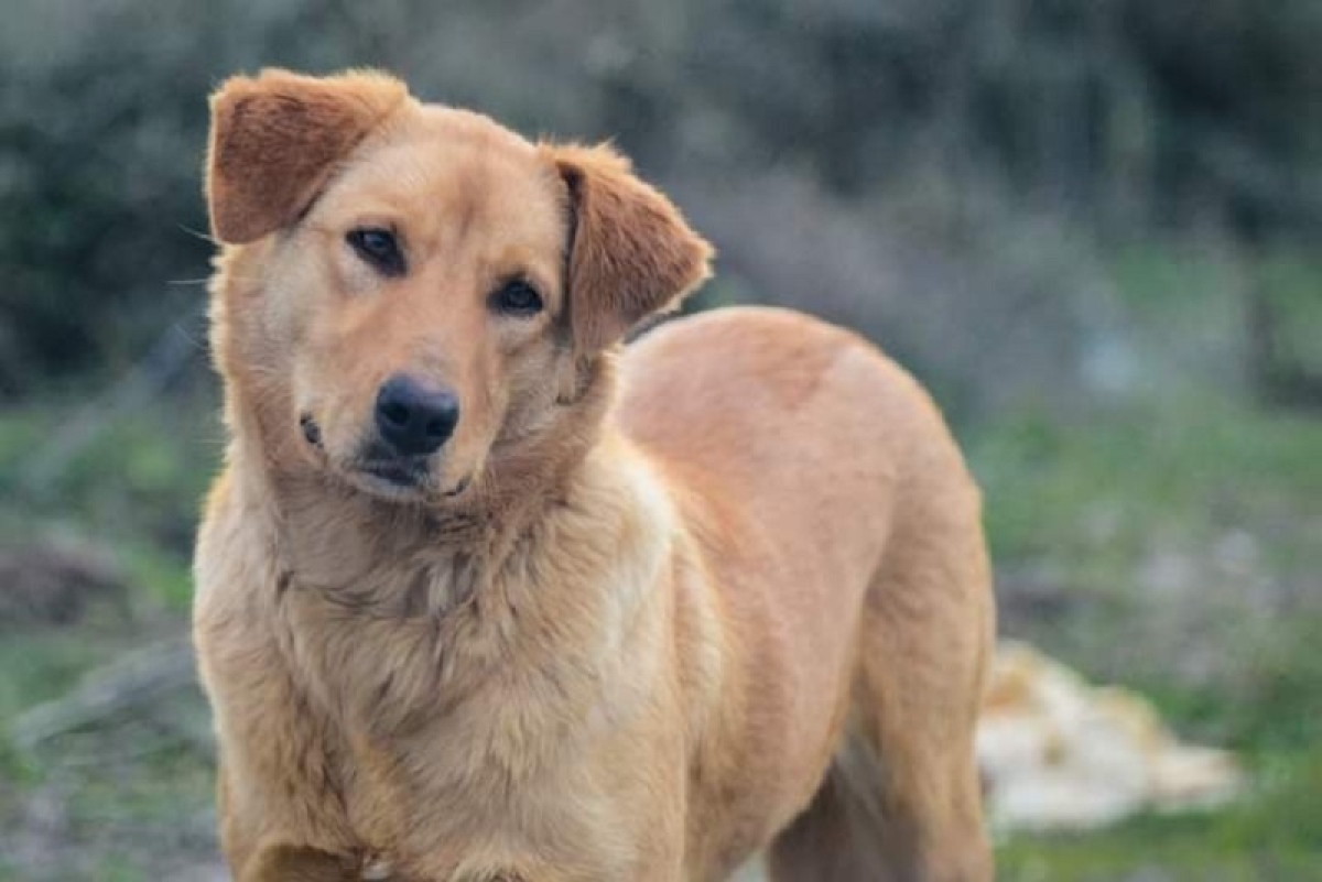 Αιτωλοακαρνανία: διανύει με ποδήλατο 20 χιλιόμετρα καθημερινά για να φροντίσει αδέσποτη σκυλίτσα