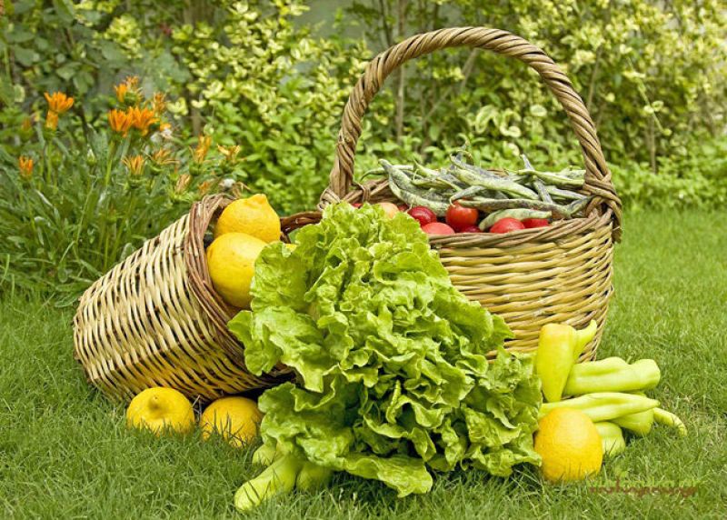 Μέτρο 11 – «Βιολογικές  καλλιέργειες»: Φιάσκο η προμελετημένη πλάνη;