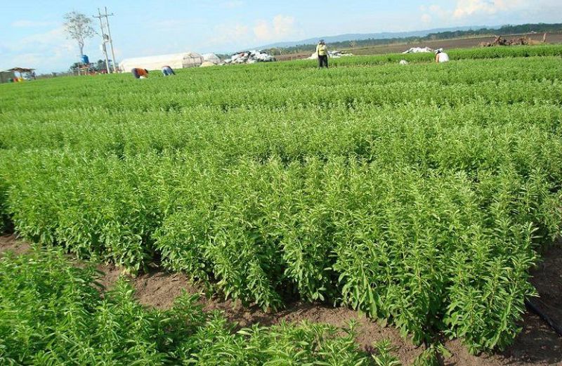 Παγκόσμια Ημέρα Οσπρίων