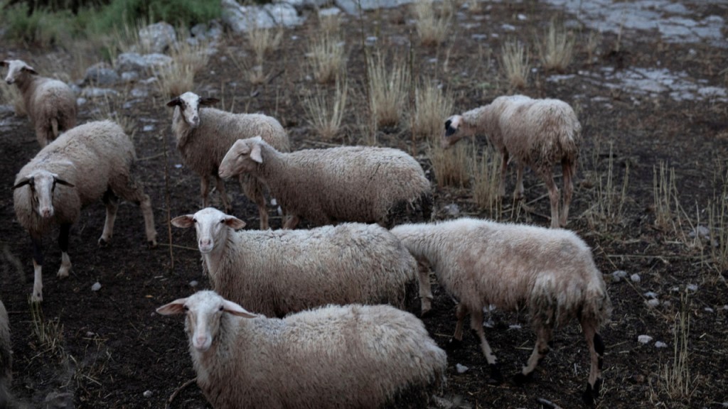 Παναιτώλιο: Ανησυχία ξανά για κρούσμα ευλογιάς αιγοπροβάτων