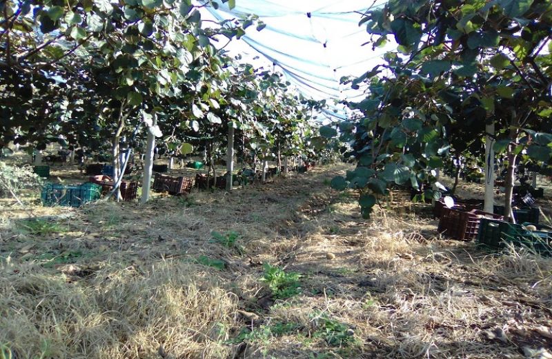 Ψηφίζεται το ακατάσχετο - Τι δηλώνει ο Στ. Αραχωβίτης