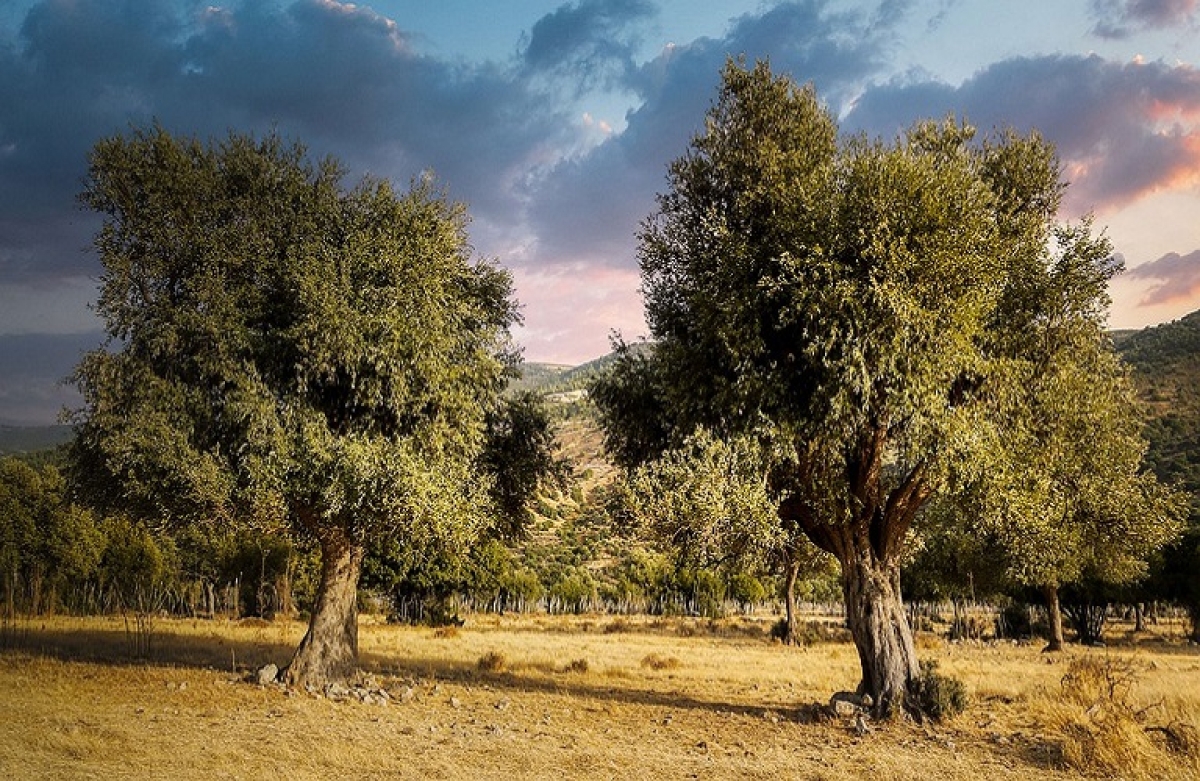 Ολοκληρωμένος οδηγός για τη βιολογική ελαιοκαλλιέργεια