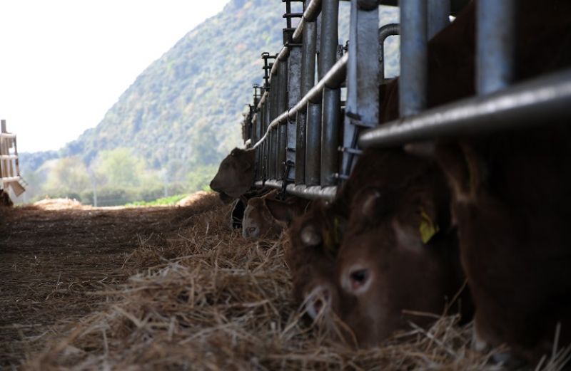 Ξεκίνησε το πρόγραμμα Βιολογικής Κτηνοτροφίας-Μέχρι 20 Απριλίου οι αιτήσεις