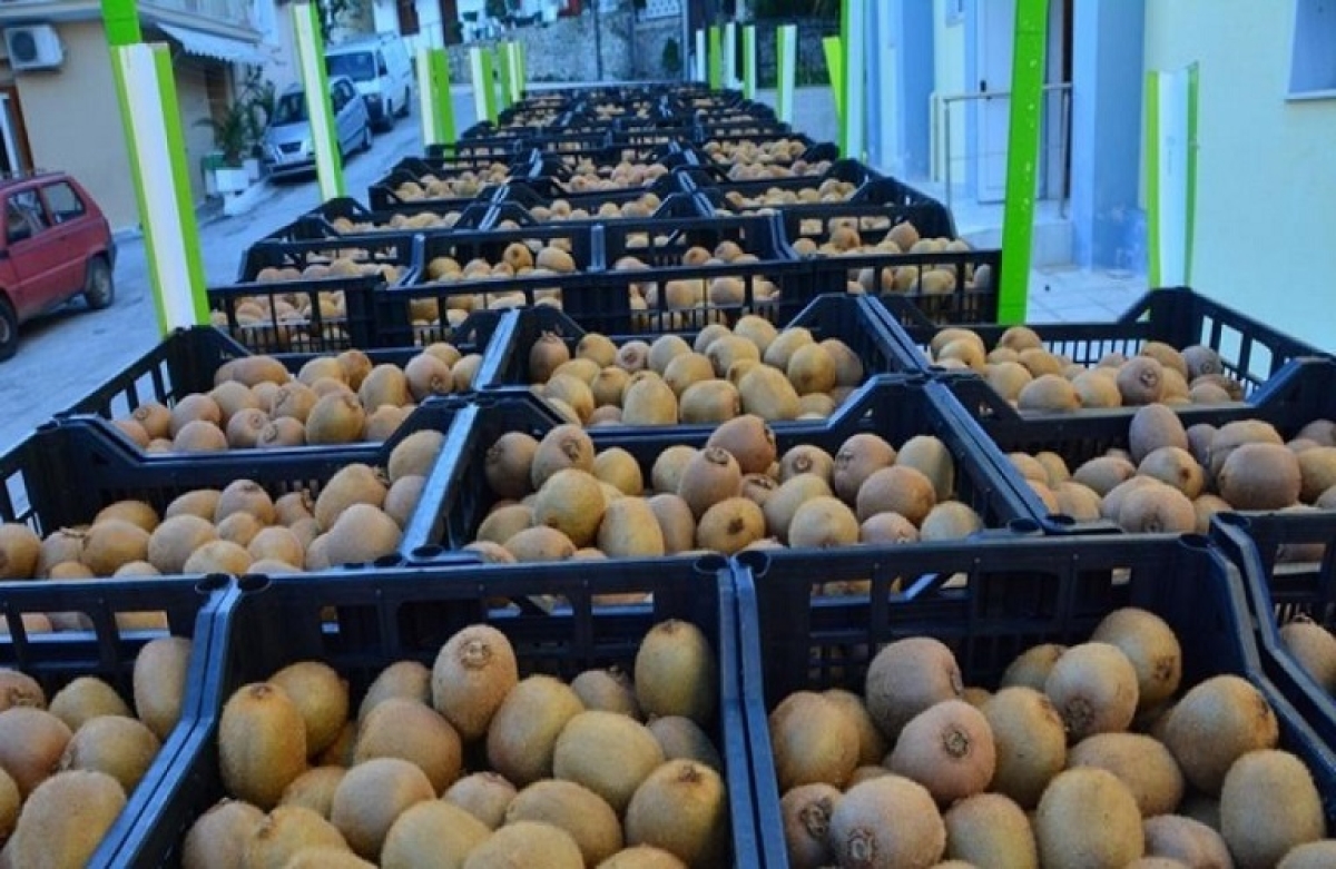 Ακτινίδια: εξαγωγές σε Κίνα, Νότια Κορέα και Ταϊλάνδη