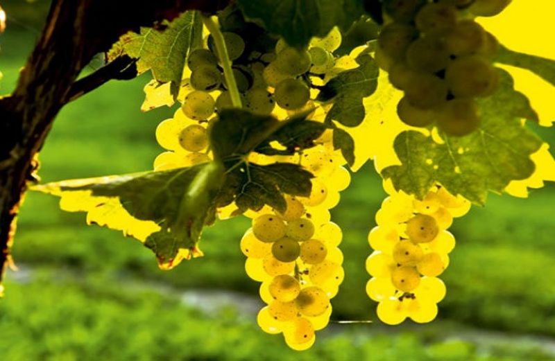 Τρύγος 2018: Από 1 Σεπτεμβρίου οι Δηλώσεις Συγκομιδής σταφυλιών