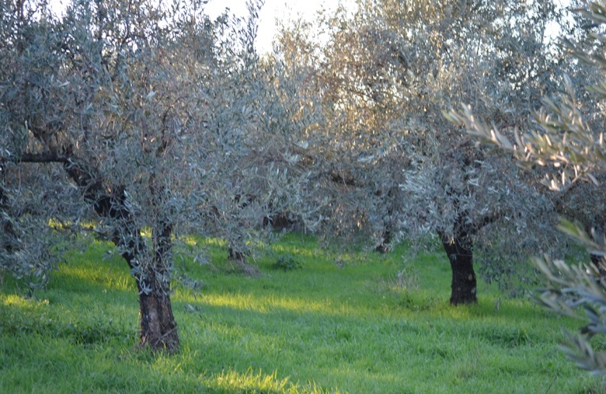 Δακοκτονία: Προστασία σε 2.641.394 ελαιόδεντρα στην Αιτωλοακαρνανία